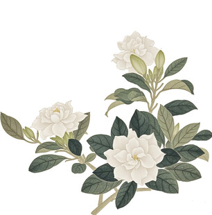 素雅栀子花插画