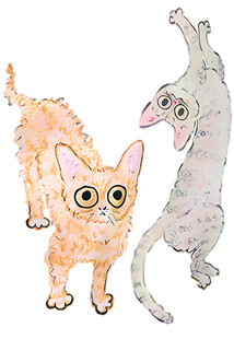 可爱搞怪的两只猫咪