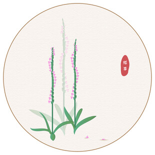 绶草矢量植物插画