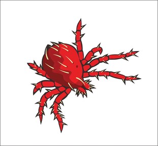 红蜘蛛 螨 矢量手绘