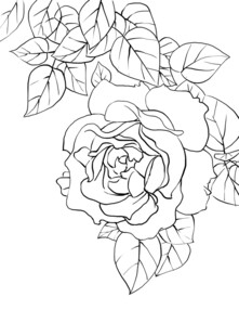 月季花线稿