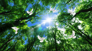 蓝天白云森林吊顶