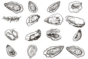 生蚝线稿剪影矢量图
