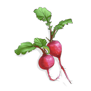 手绘写实萝卜