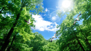 蓝天白云森林仰望