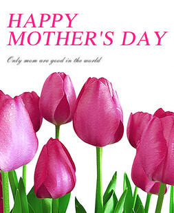 母亲节快乐卡片 粉色郁金香