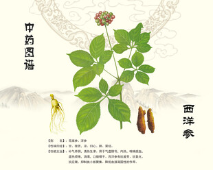 西洋参中药