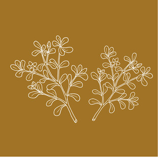 简约植物线条图案设计 
