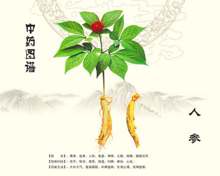 人参植株展示图