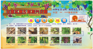 葡萄生产周期图解