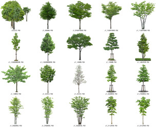 免扣高清景观树常绿造型老桩乔木