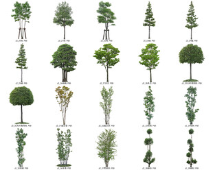 免扣高清景观树常绿造型老桩乔木