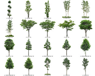 免扣高清景观树常绿造型老桩乔木