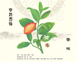香橼中药材香橼