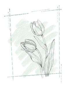 手绘郁金香线条插画