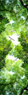 仰视树林
