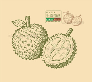 矢量手绘榴莲插画