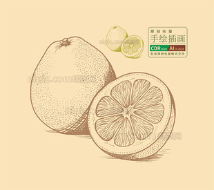 柚子手绘矢量插画
