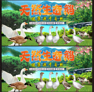 鹅展板