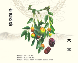 大枣植株中药大枣