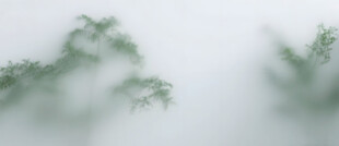 雾气磨砂膜效果绿植贴图