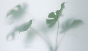 雾气磨砂膜效果绿植贴图