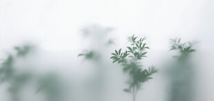雾气磨砂膜效果绿植贴图 