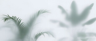 雾气磨砂膜效果绿植贴图