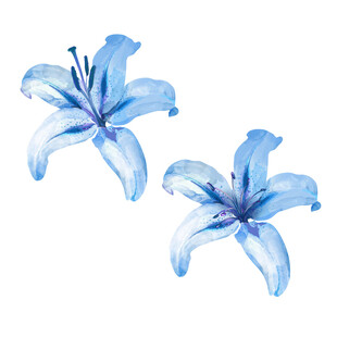蓝色水彩百合花插画