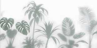 雾气磨砂膜效果绿植贴图