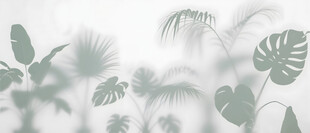 雾气磨砂膜效果绿植贴图