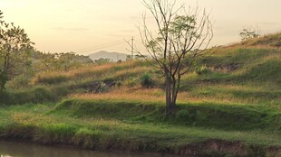 黄昏下的静谧草地与孤树