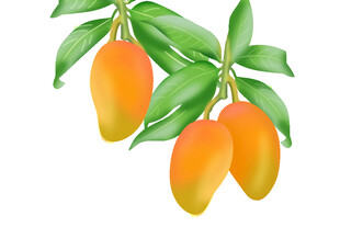 芒果插画
