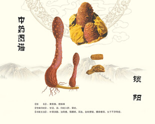 锁阳中药锁阳