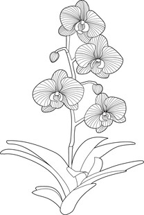 蝴蝶兰 矢量图 兰花