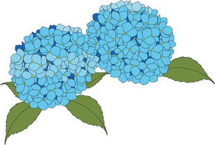 蓝色 绣球 花与 绿叶