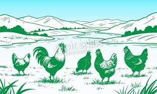 矢量公鸡母鸡养鸡场