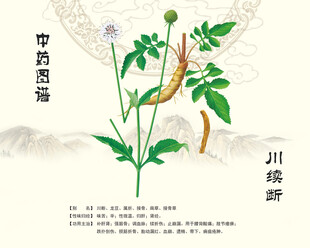 川续断植物图示