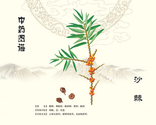 沙棘中药沙棘