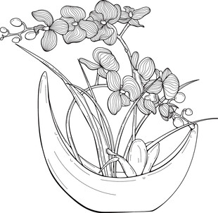 线条勾勒的盆栽兰花 矢量图