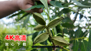 手抚绿叶间的饱满果实薄壳山核桃