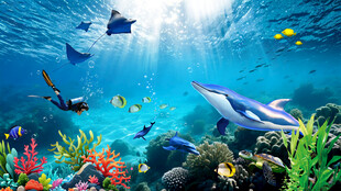 海底世界海底珊瑚