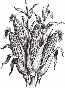 玉米插画