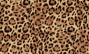 豹纹图案纹理