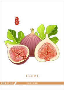 新鲜无花果插画展示