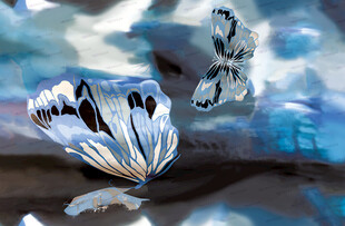 梦幻蓝白蝴蝶特写