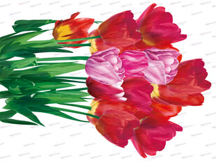 水彩画中的艳丽郁金香