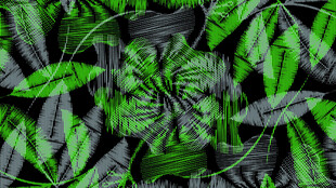 翠绿斑斓的热带植物叶片