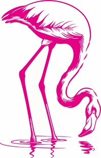 粉色火烈鸟水中优雅姿态