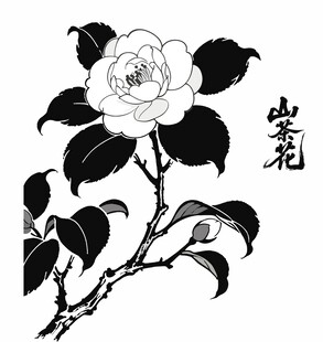 山茶花插画